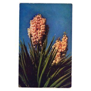 Vintage Desert Yucca Postcard By Mike Roberts Southwest Plant Flower Kodachrome